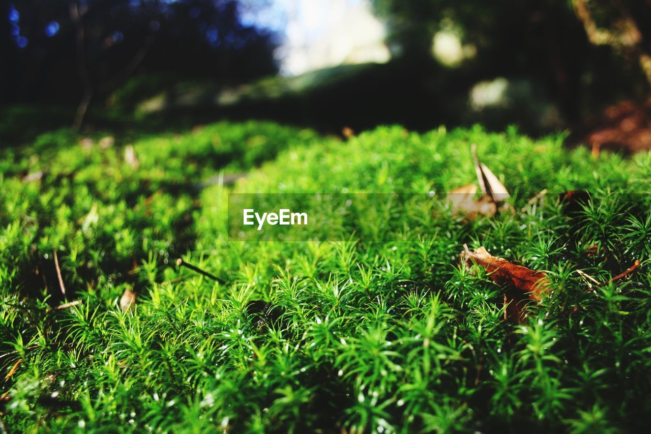 CLOSE-UP OF GREEN GRASS