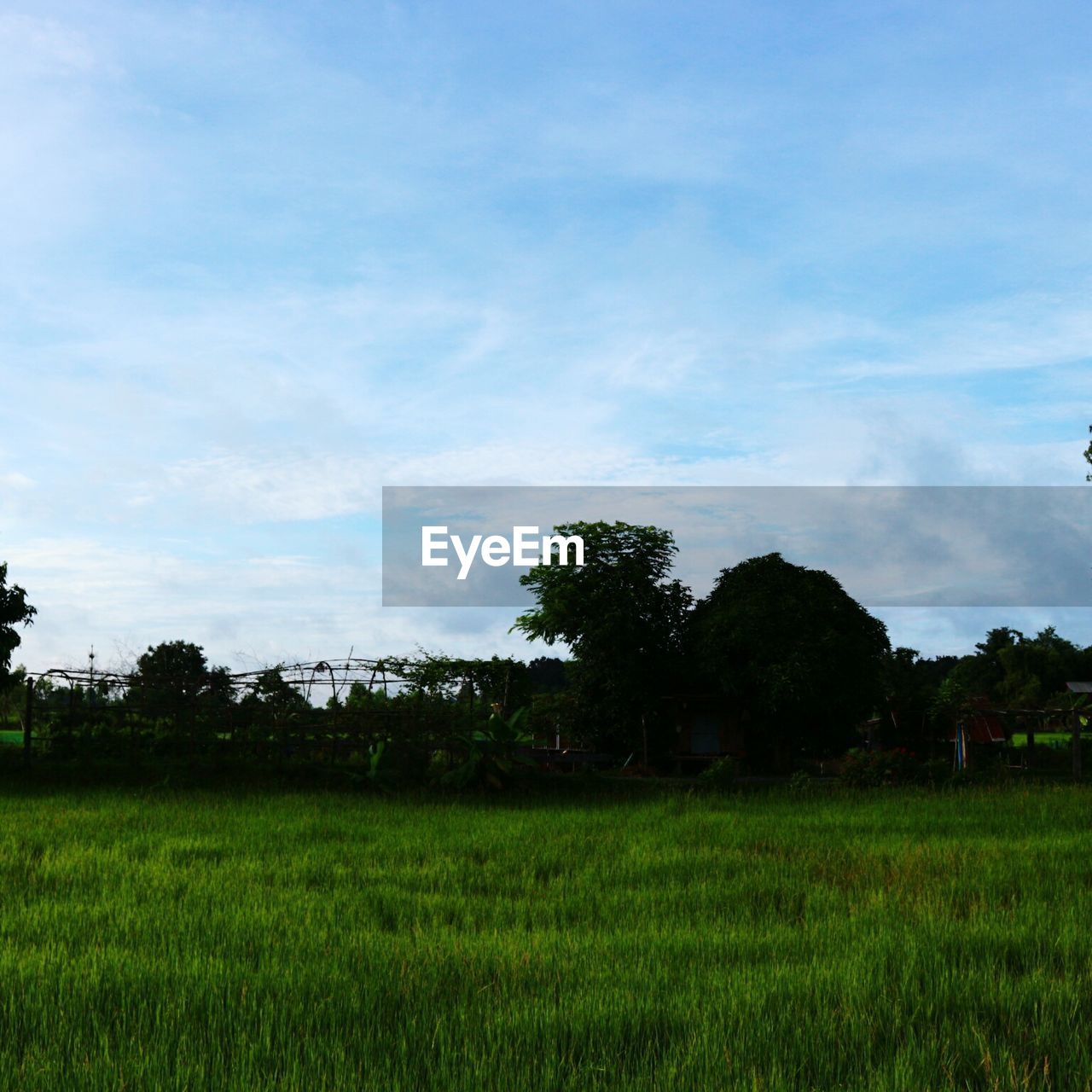 TREES GROWING ON FIELD AGAINST SKY