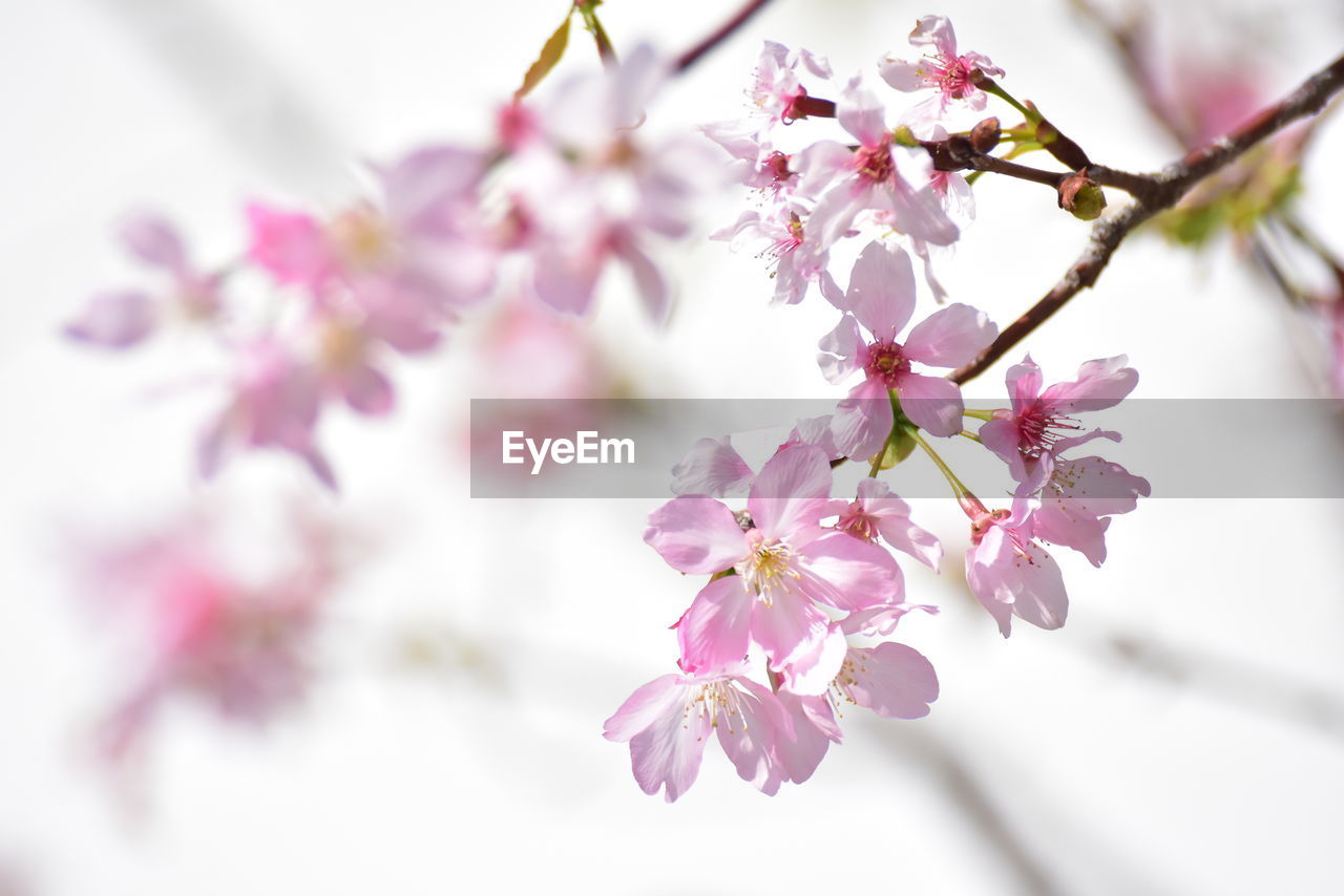 PINK FLOWERS ON TREE