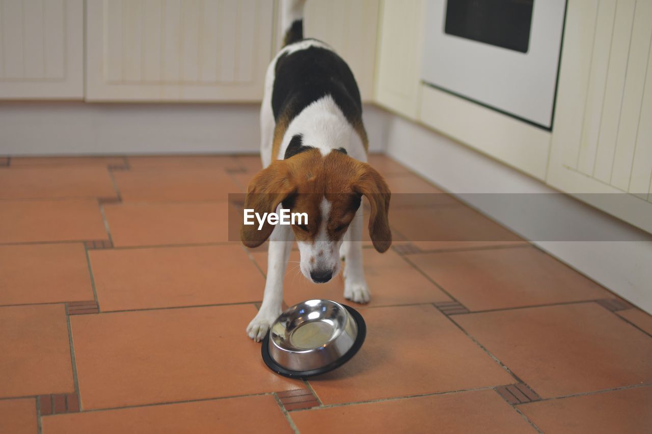 Cute beagle dog looking at empty dog bowl. hungry beagle dog and flying bowl