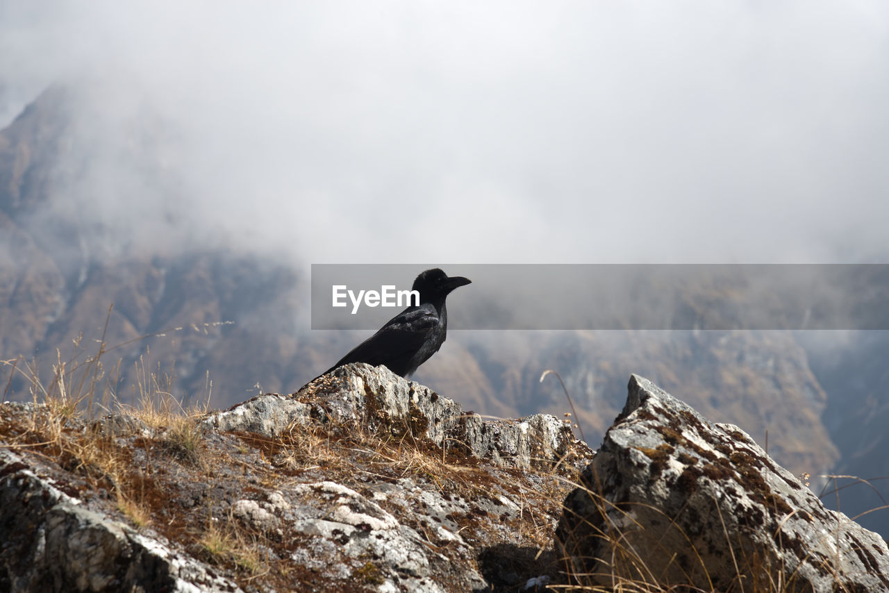 Blackbird perching on rock in himalaya 