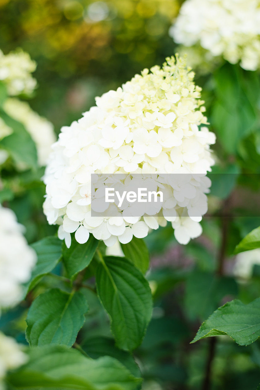 plant, flower, flowering plant, beauty in nature, freshness, nature, leaf, plant part, close-up, white, flower head, growth, fragility, petal, inflorescence, no people, springtime, focus on foreground, green, outdoors, blossom, day, garden, summer