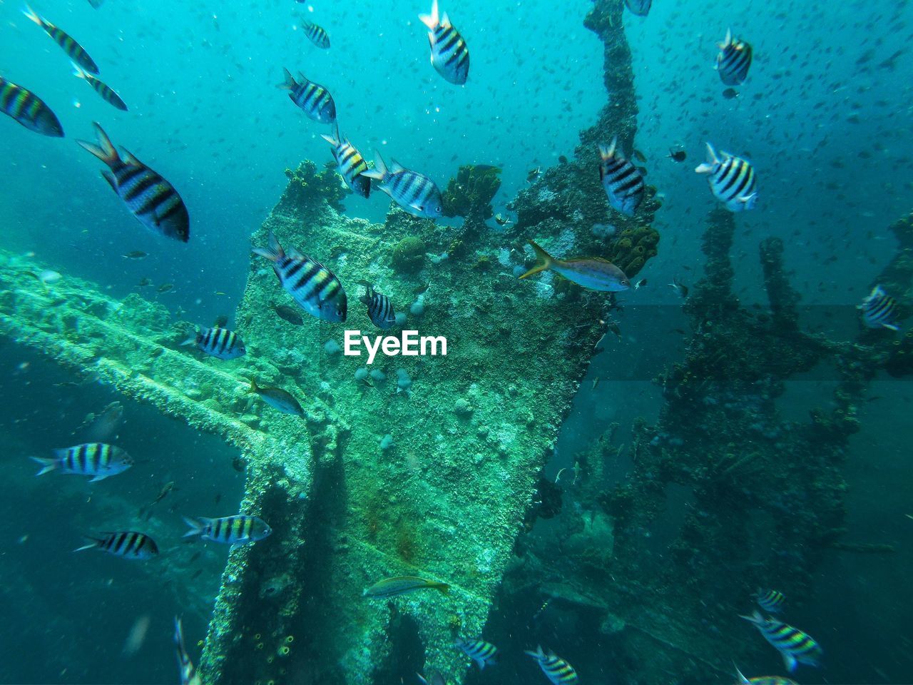 AERIAL VIEW OF FISH SWIMMING IN SEA