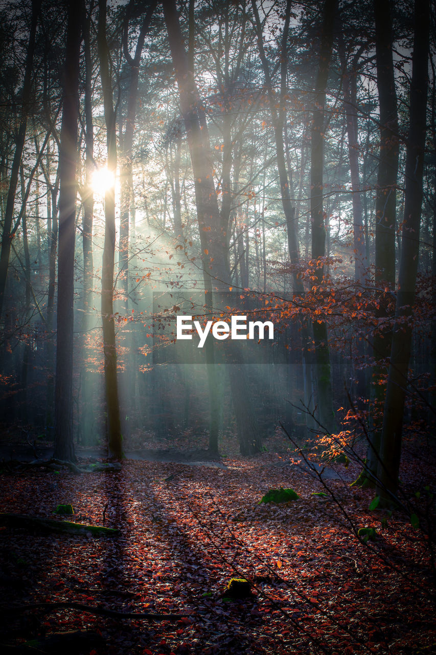 SUNLIGHT STREAMING THROUGH TREES DURING AUTUMN