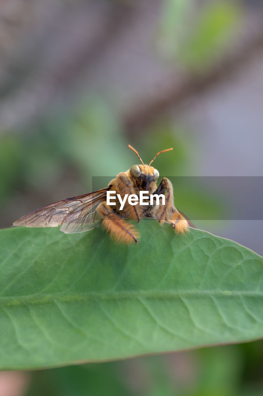 CLOSE-UP OF GRASSHOPPER