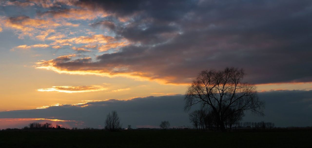 Silhouette tree on field against cloudy sky during sunset