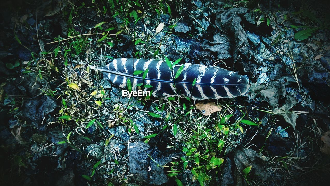 High angle view of feather on rock