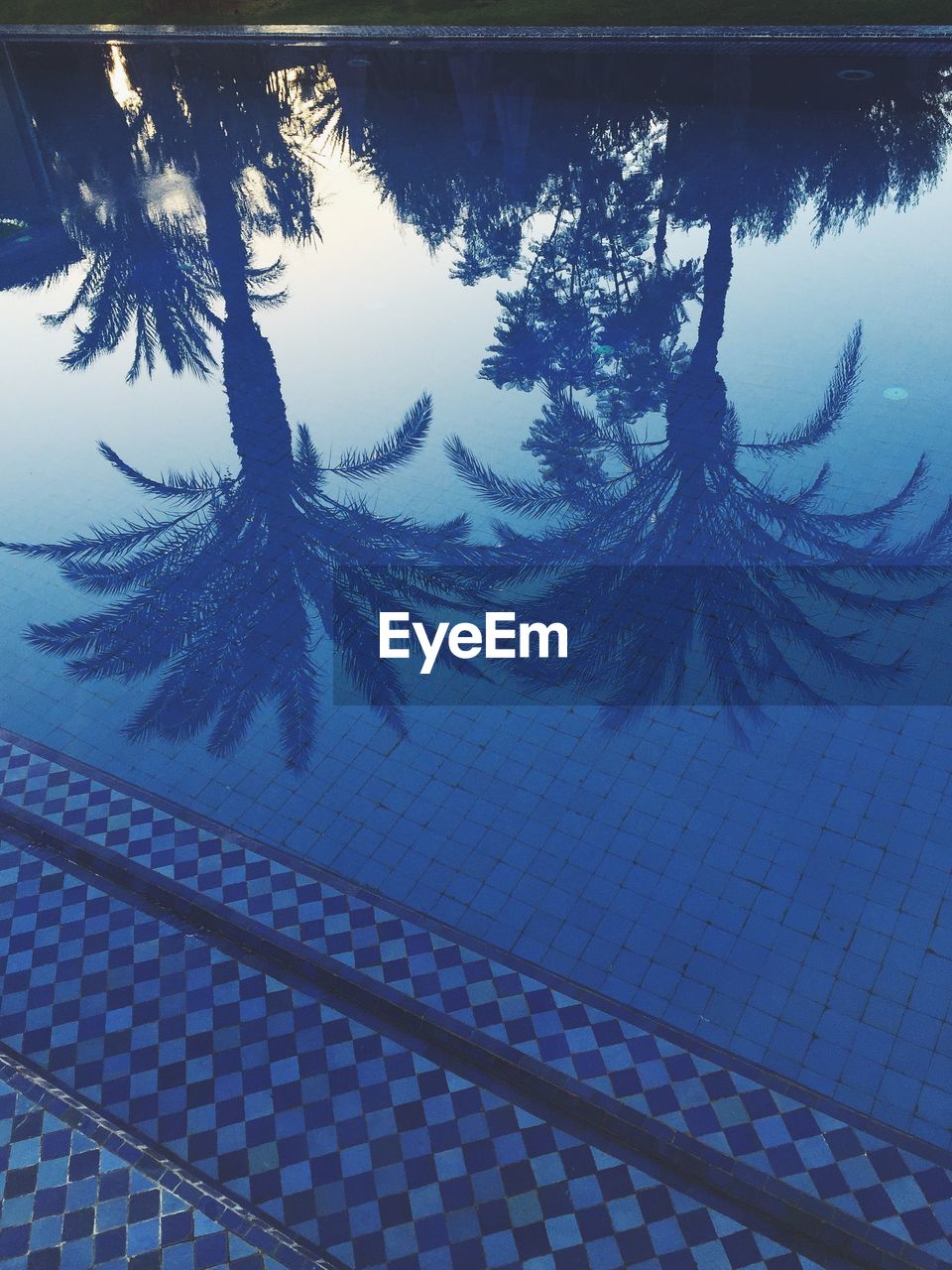 Reflection of palm trees in calm pool