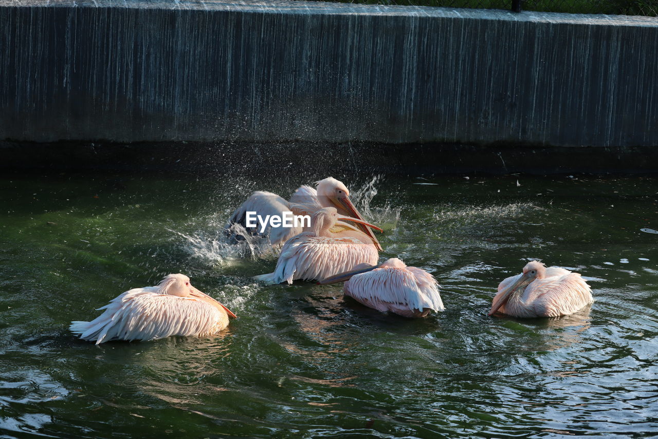 High angle view of pelicans swimming in water lake