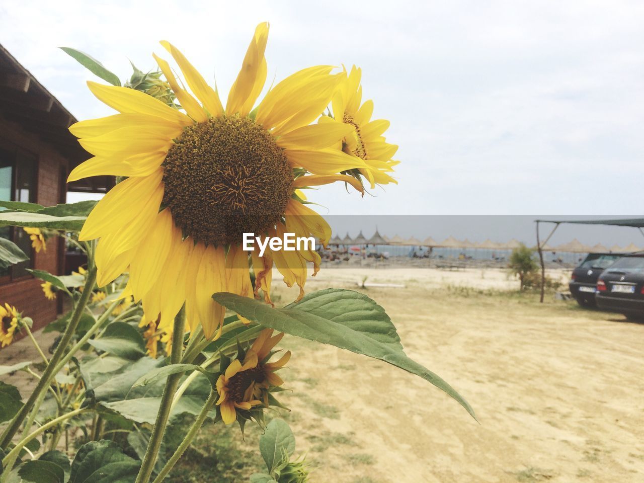 CLOSE-UP OF SUNFLOWER