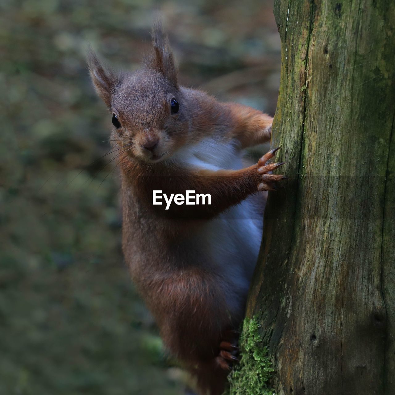 CLOSE-UP PORTRAIT OF SQUIRREL