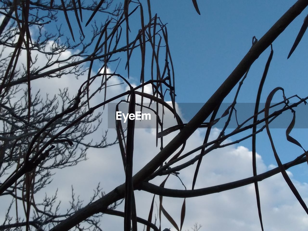 LOW ANGLE VIEW OF BARE TREE BRANCHES AGAINST SKY
