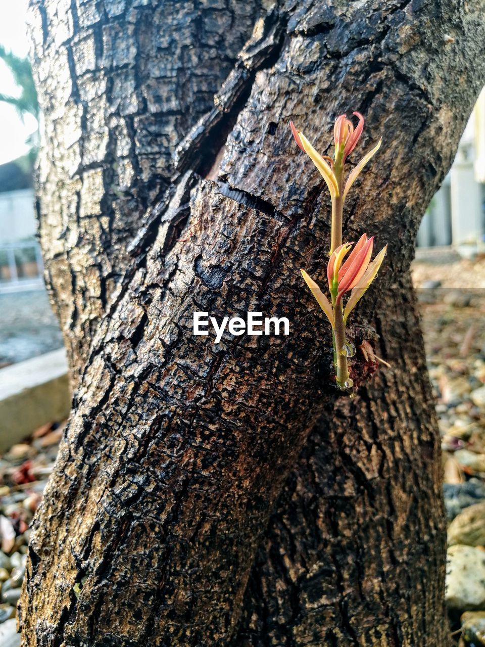 CLOSE-UP OF MOTH ON TREE TRUNK