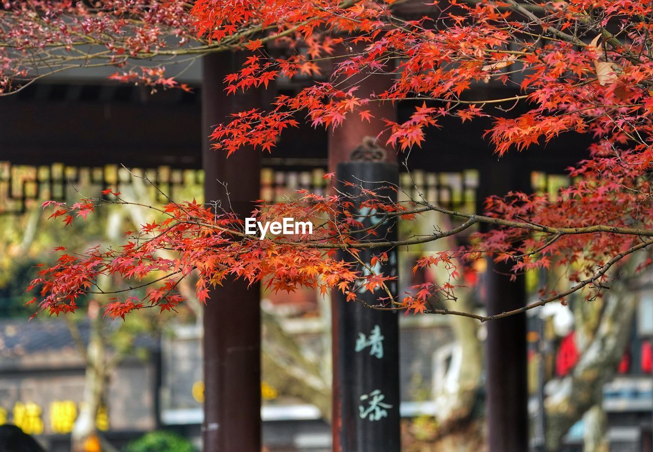 Red maple leaves on tree during autumn