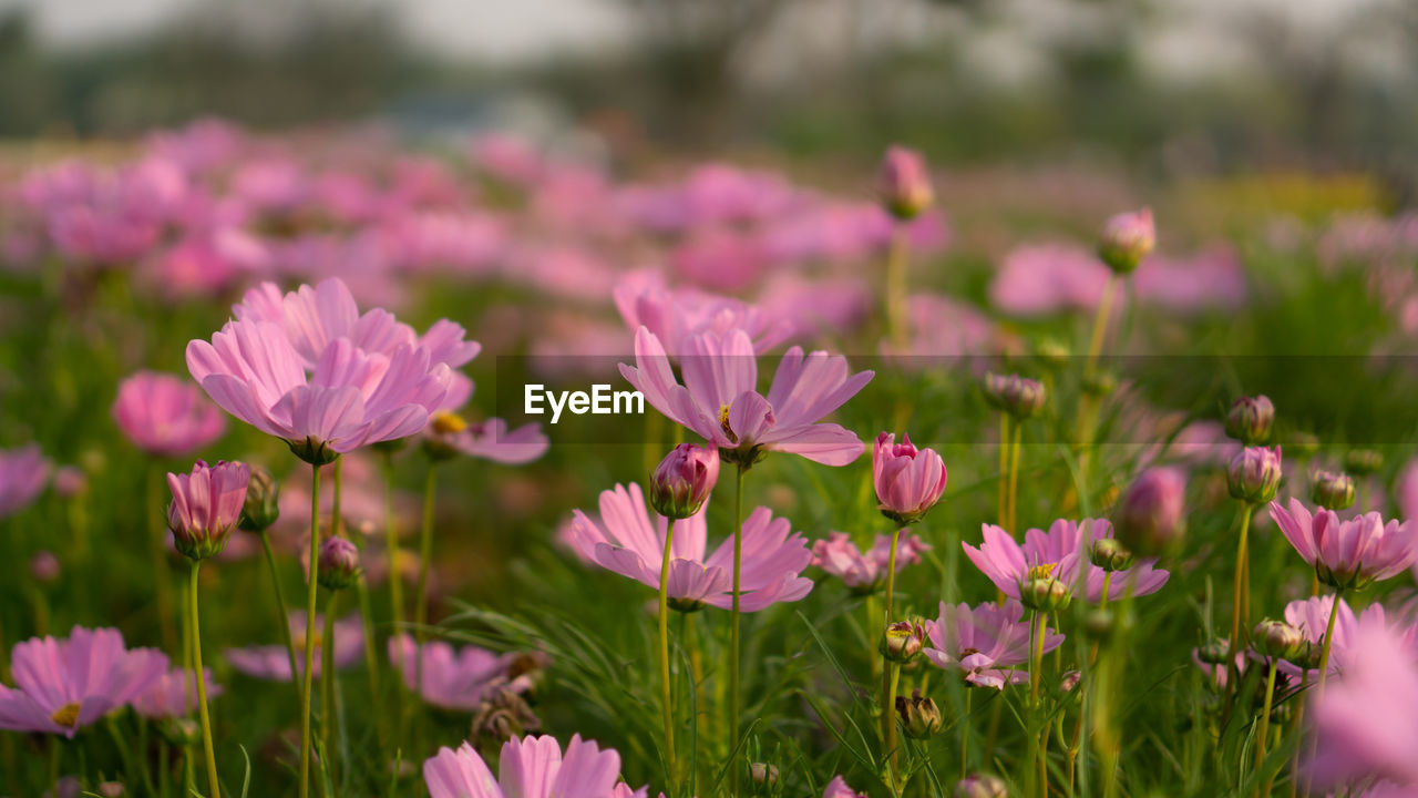 Close-up of pink flowering plants on field