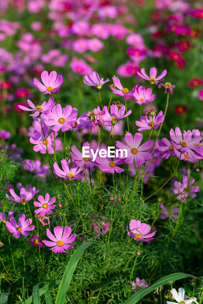 Close-up of pink flowering plants on field