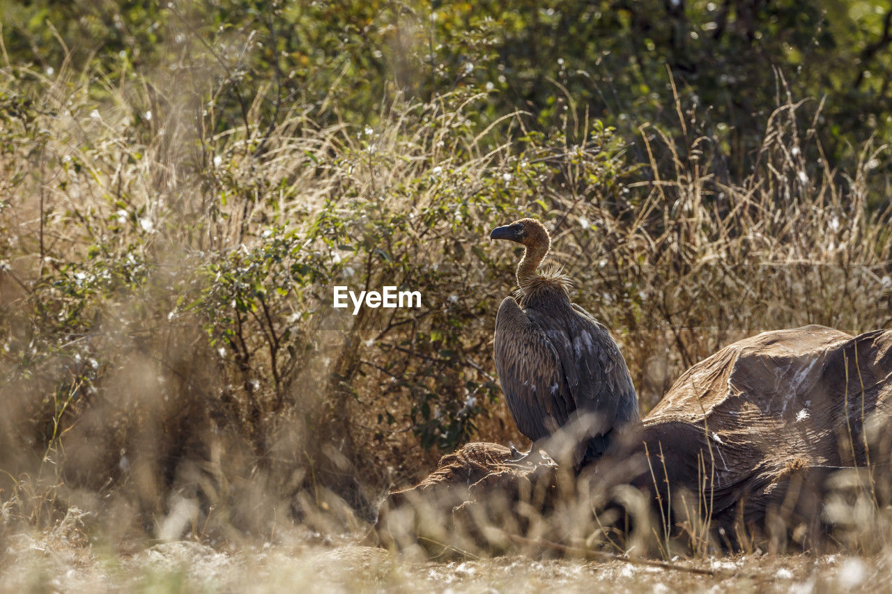 side view of bird perching on field