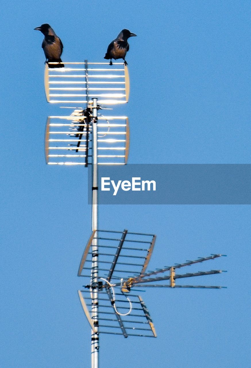 LOW ANGLE VIEW OF BIRD PERCHING ON POLE AGAINST SKY