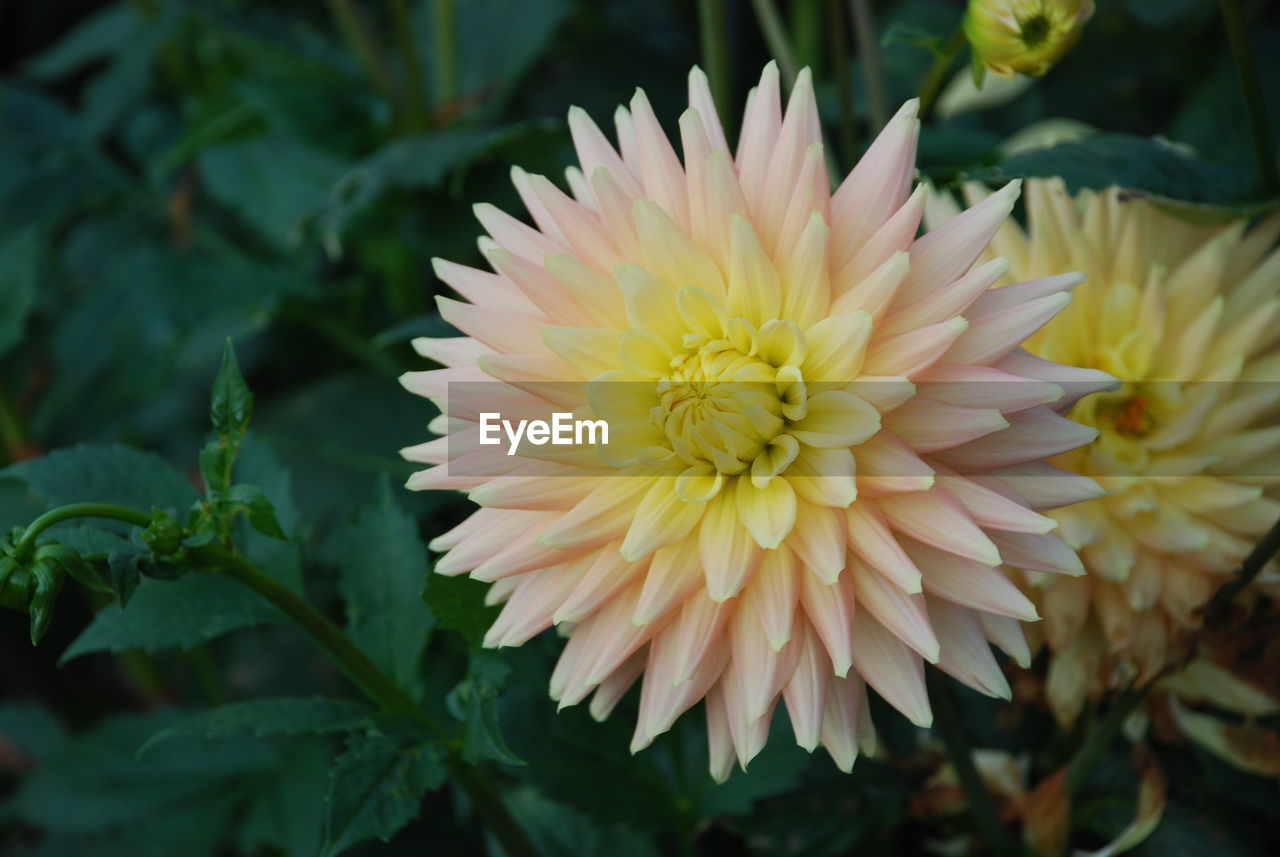 CLOSE-UP OF YELLOW FLOWERS BLOOMING OUTDOORS