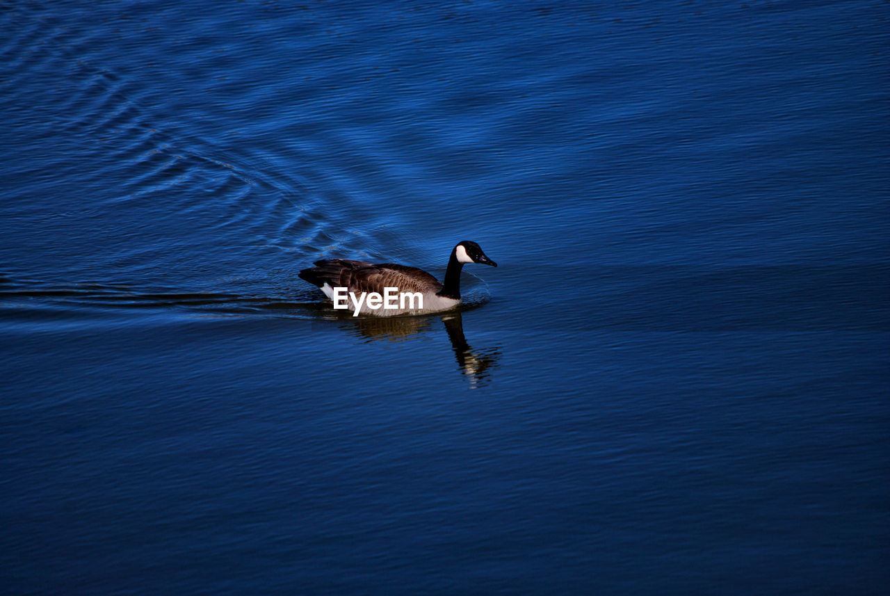 Bird Animal Themes Animal Wildlife Animals In The Wild Water Vertebrate Animal Waterfront One Animal Lake No People Nature Swimming Day Flying Outdoors Beauty In Nature Motion Blue