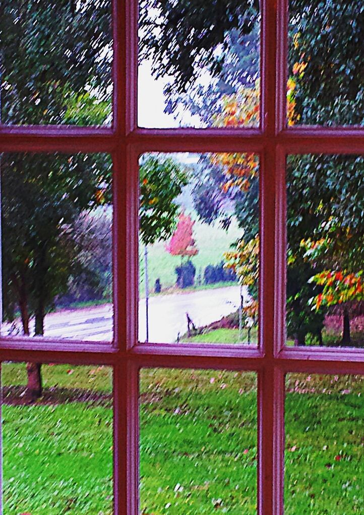 VIEW OF TREES ON LANDSCAPE