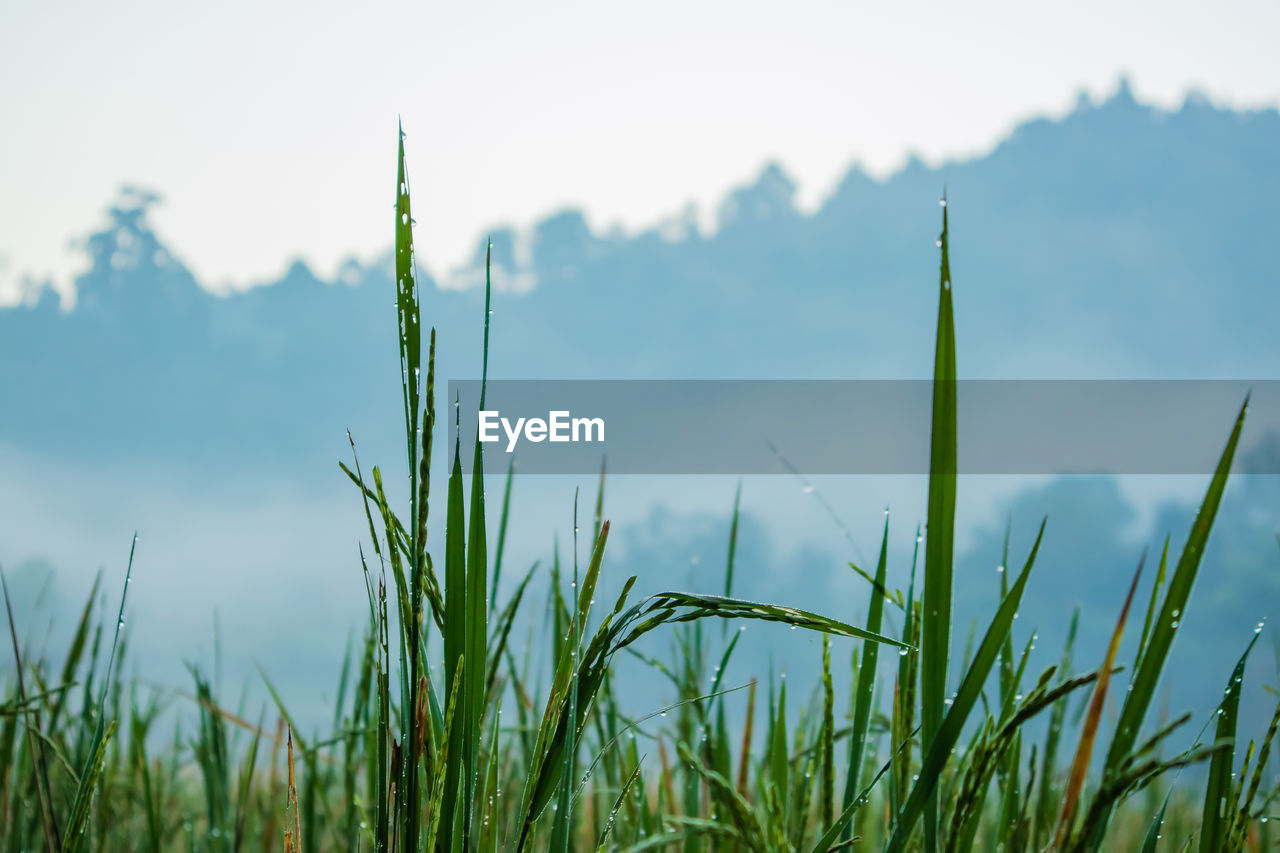 CLOSE-UP OF CROP GROWING ON FIELD