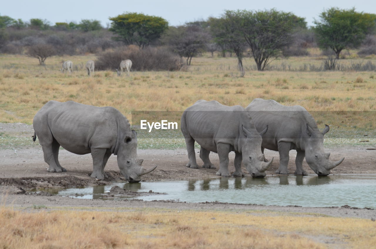 ELEPHANT AND SHEEP ON LANDSCAPE