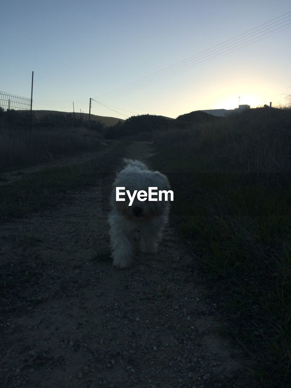 DOG STANDING ON GRASSY FIELD