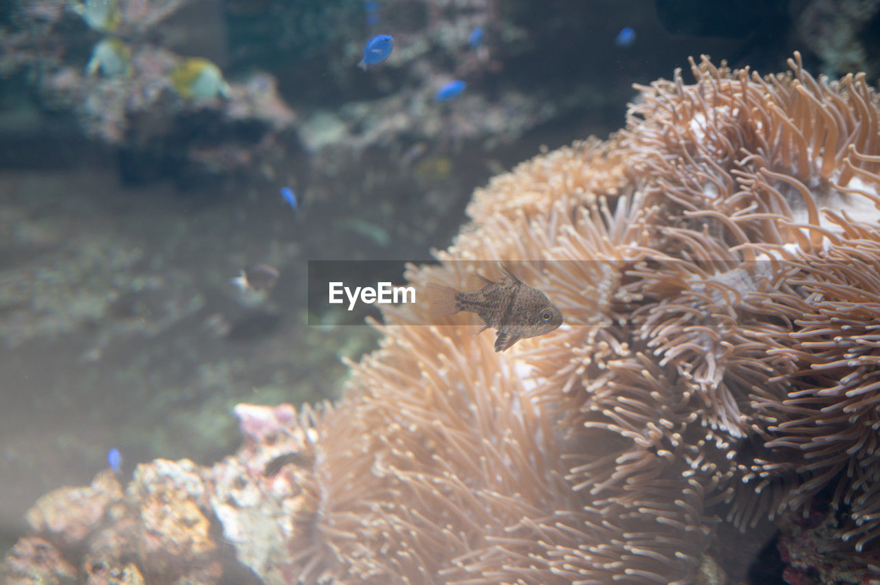 Anemone fish in an aquarium tank
