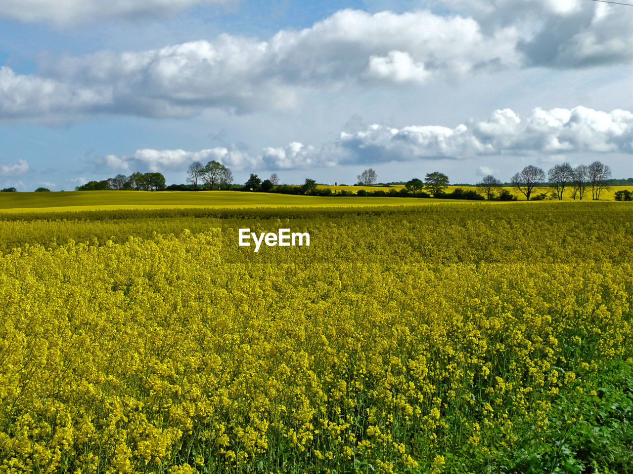 Scenic view of oilseed rape field against sky