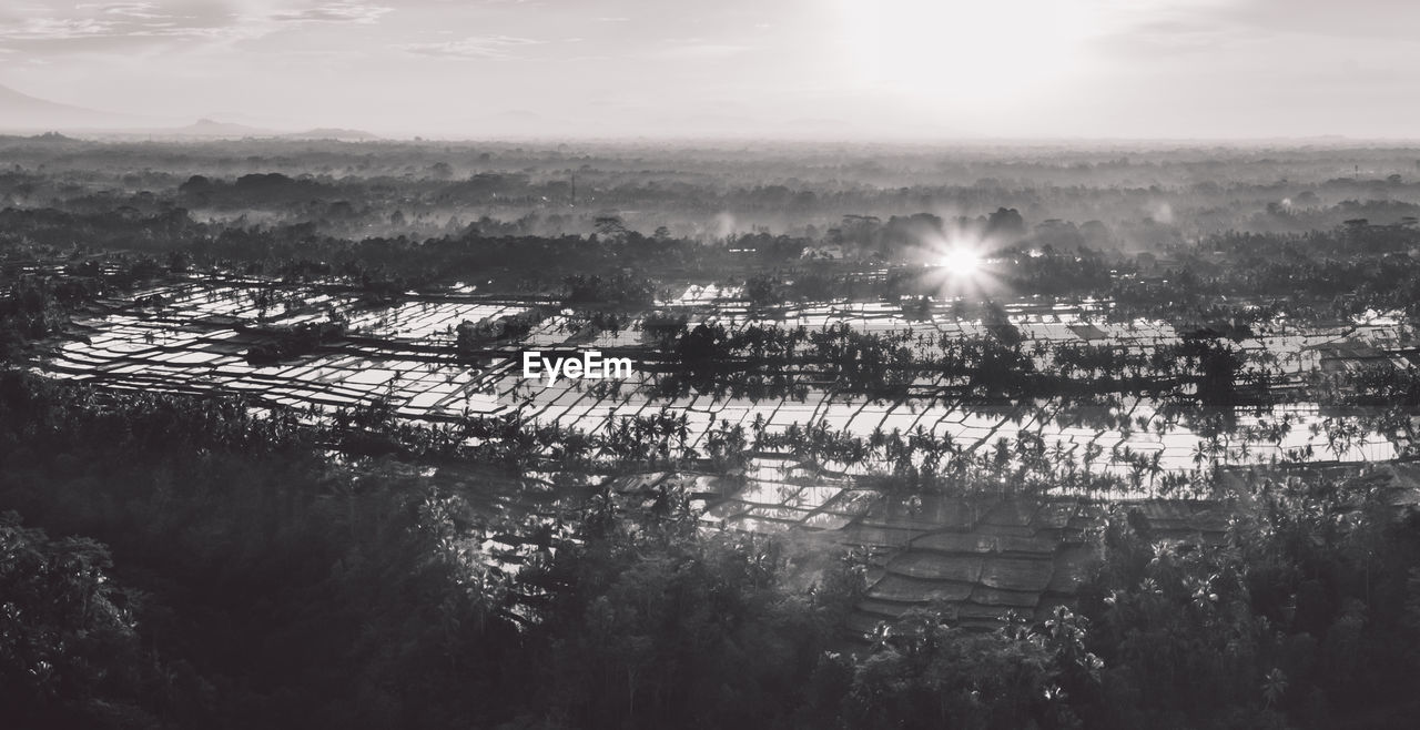 High angle view of rice paddies against sky