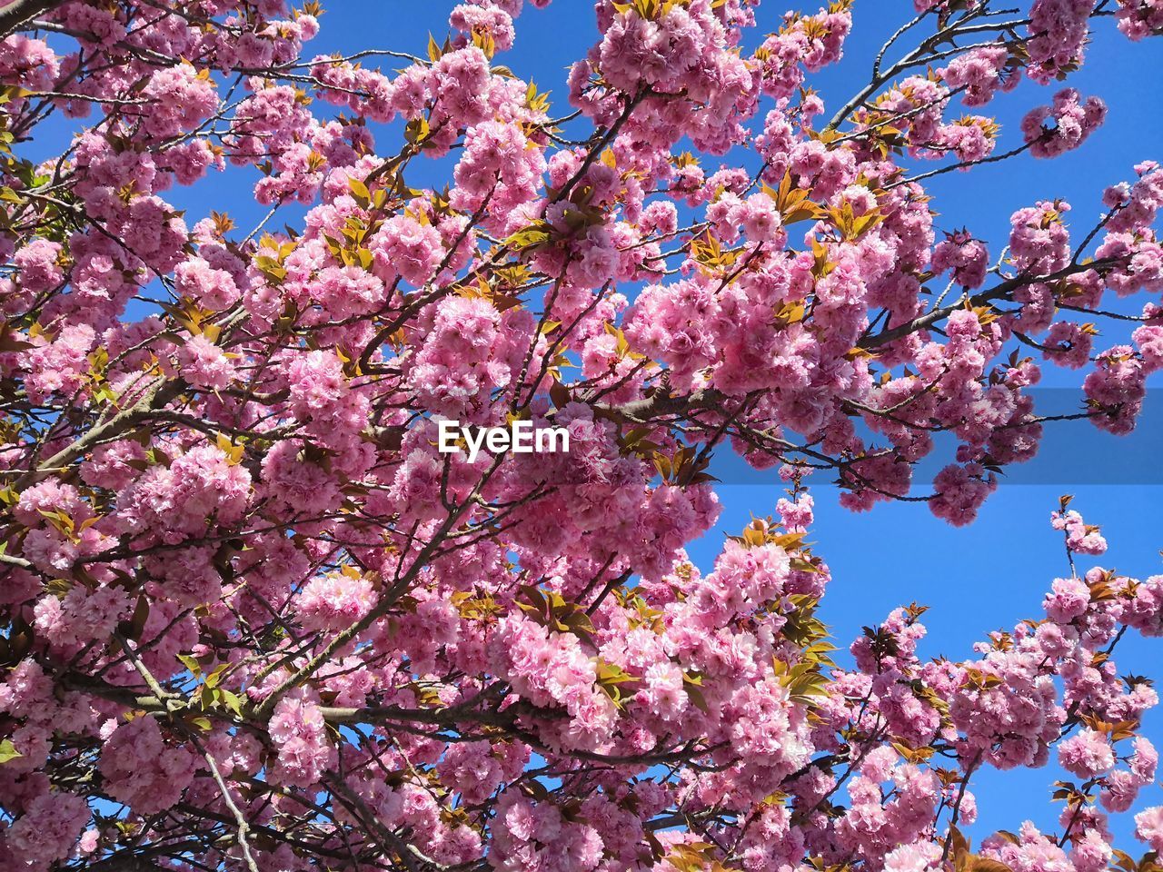 LOW ANGLE VIEW OF CHERRY BLOSSOM TREE