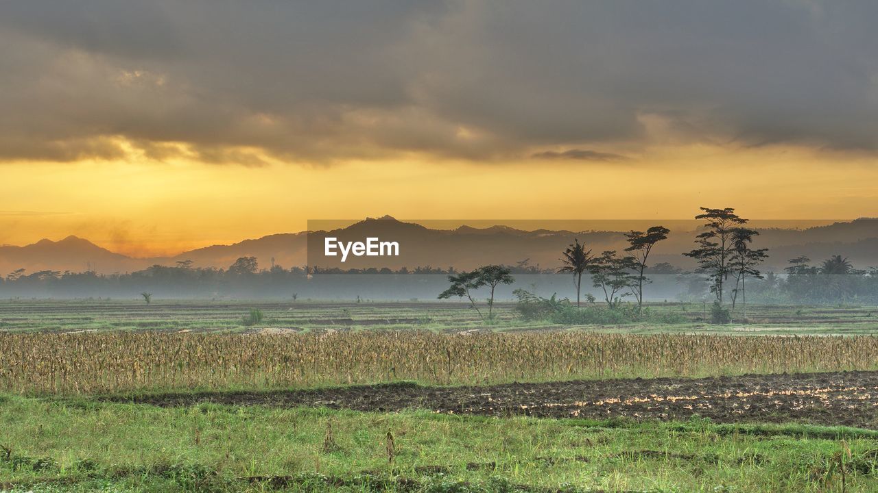 Sunrise in the rice field