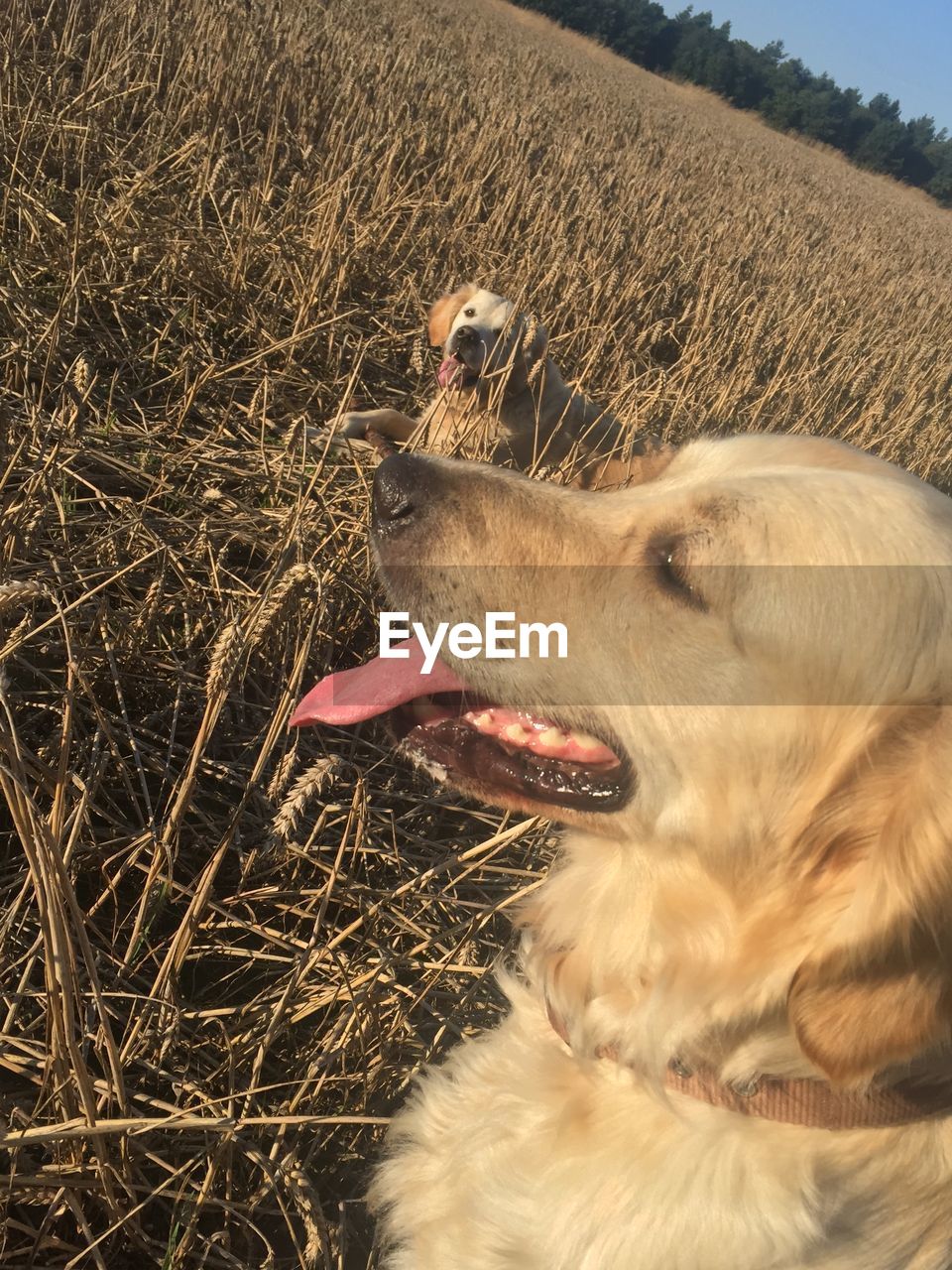 Close-up of golden retrievers field