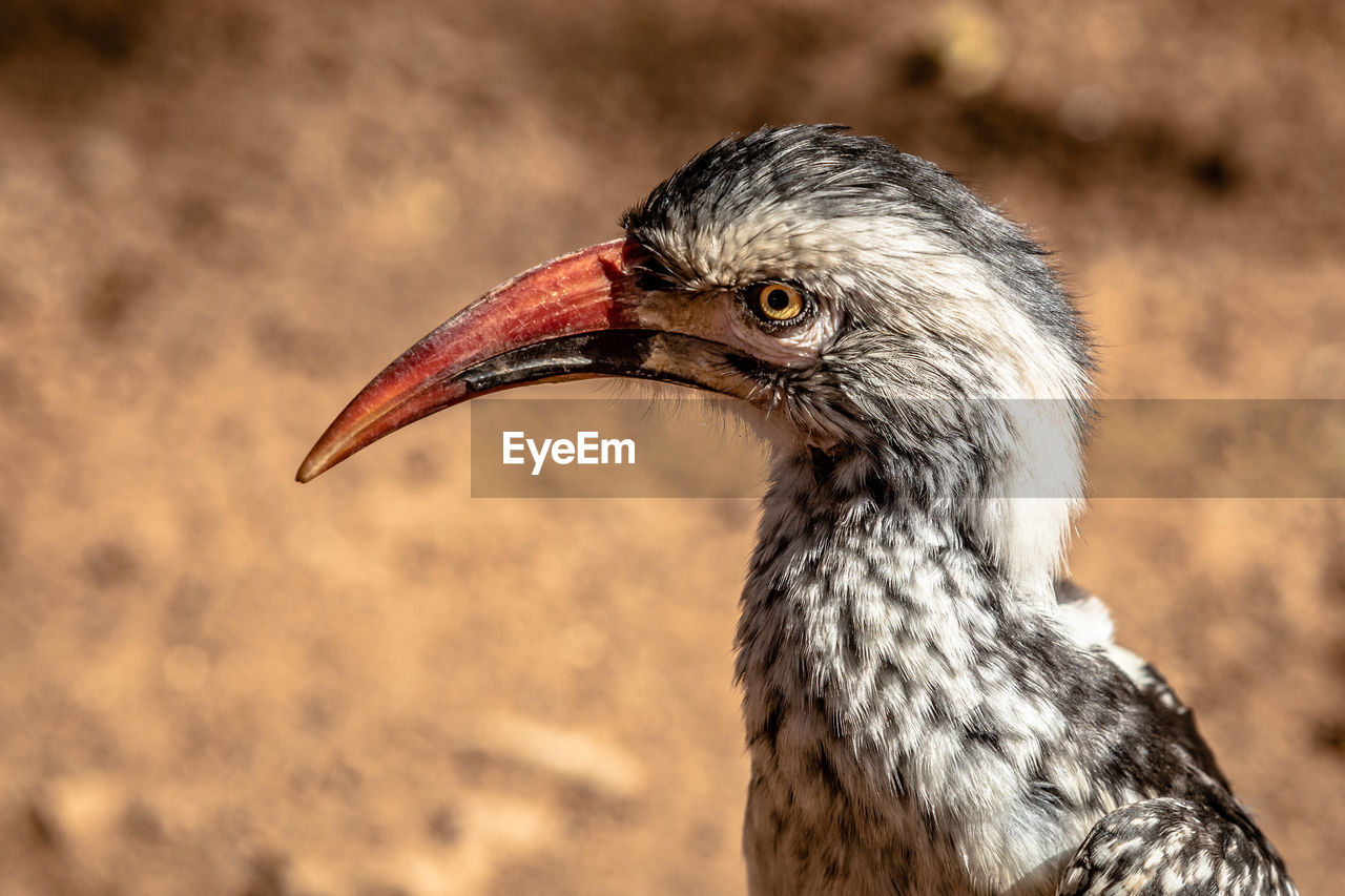 CLOSE-UP OF BIRD LOOKING AWAY