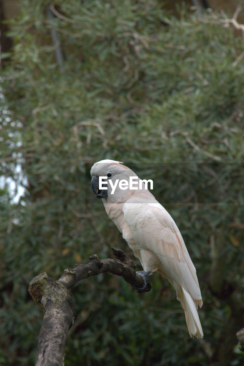 BIRD PERCHING ON BRANCH