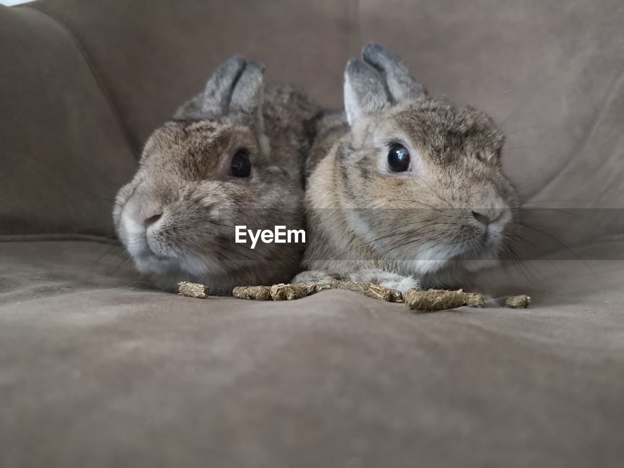 HIGH ANGLE VIEW OF A RABBIT