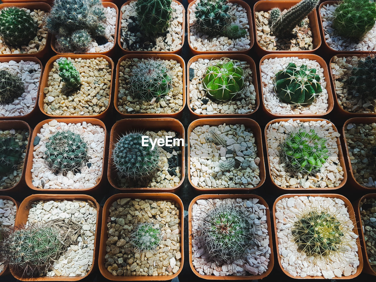 Full frame shot of potted plants