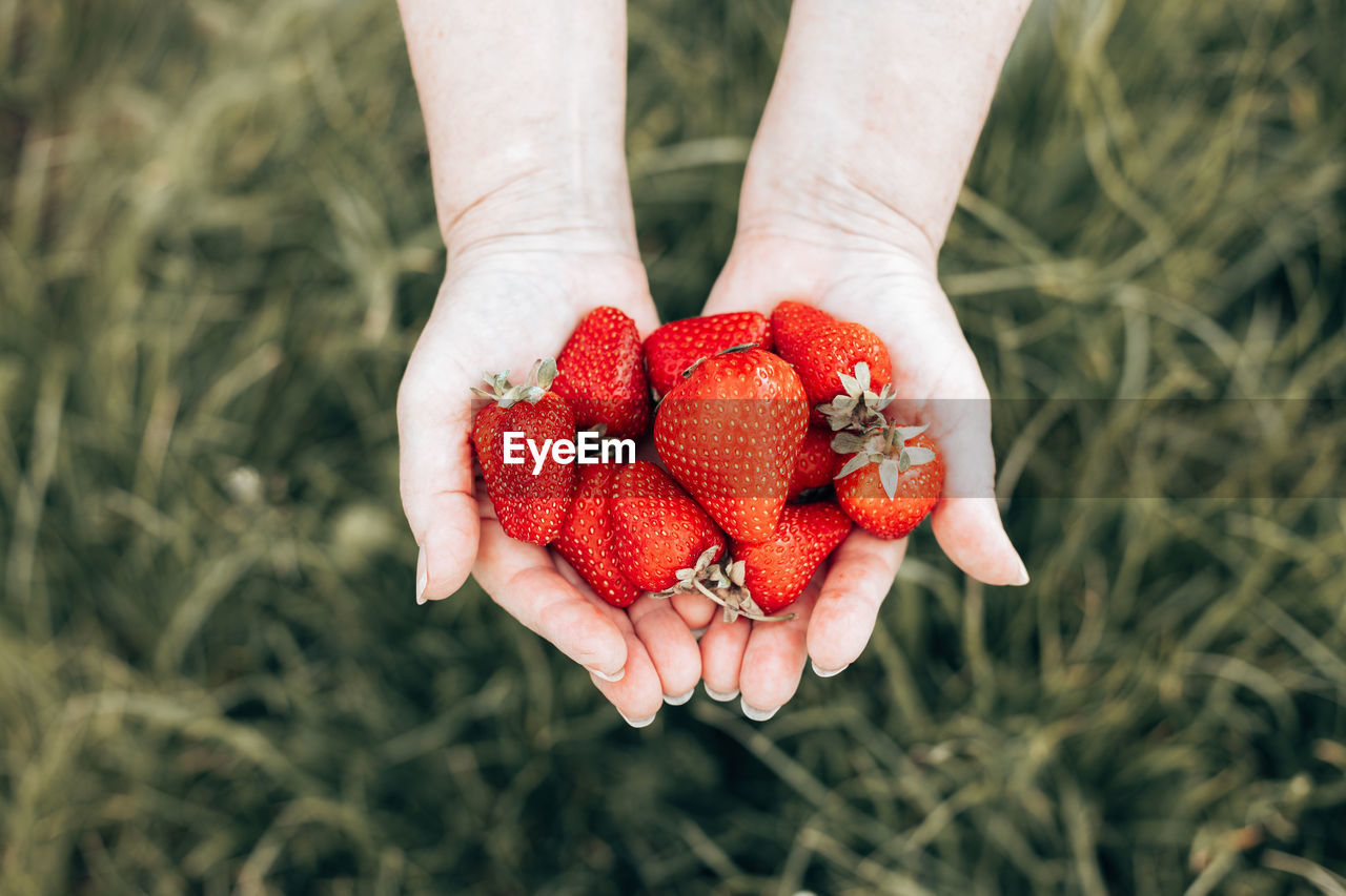 LOW SECTION OF PERSON HOLDING STRAWBERRY