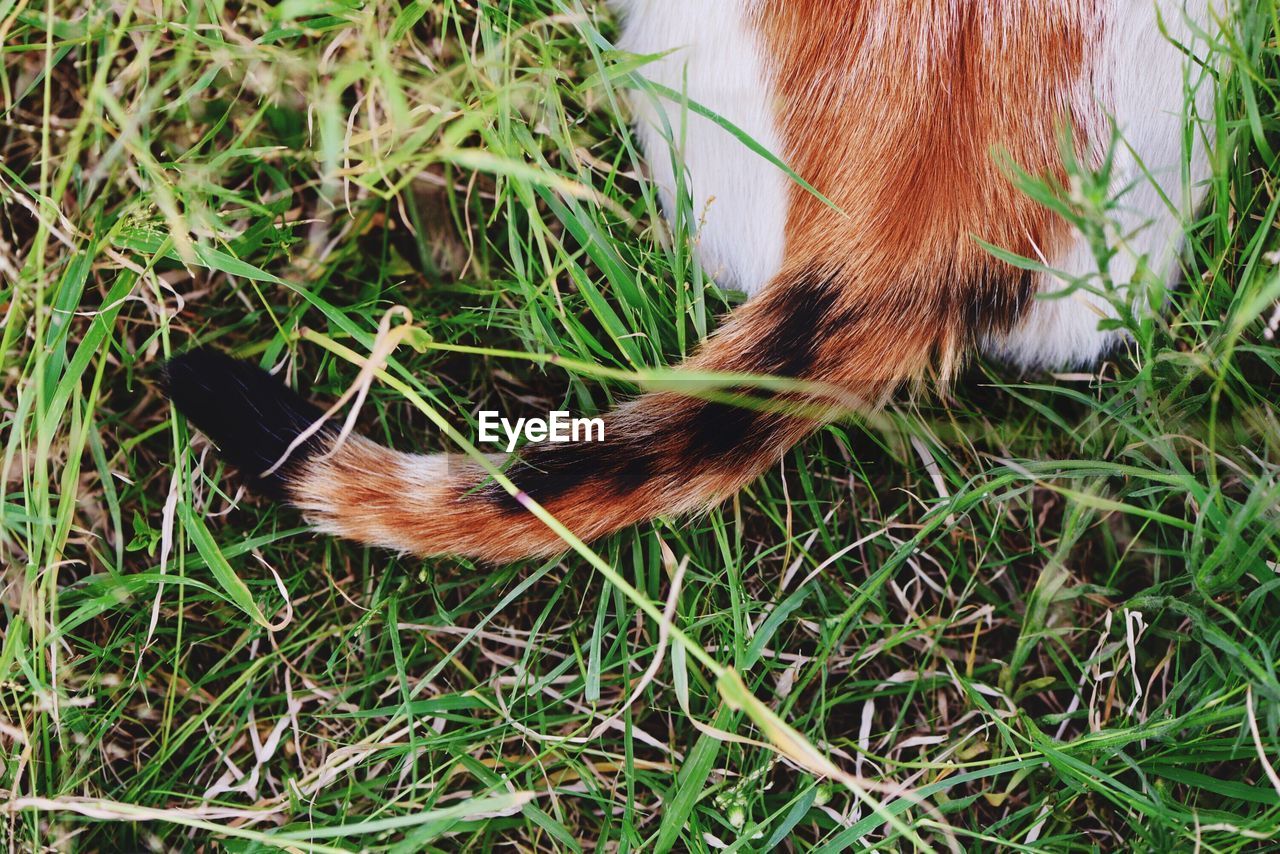 Cropped image of cat sitting on grassy field