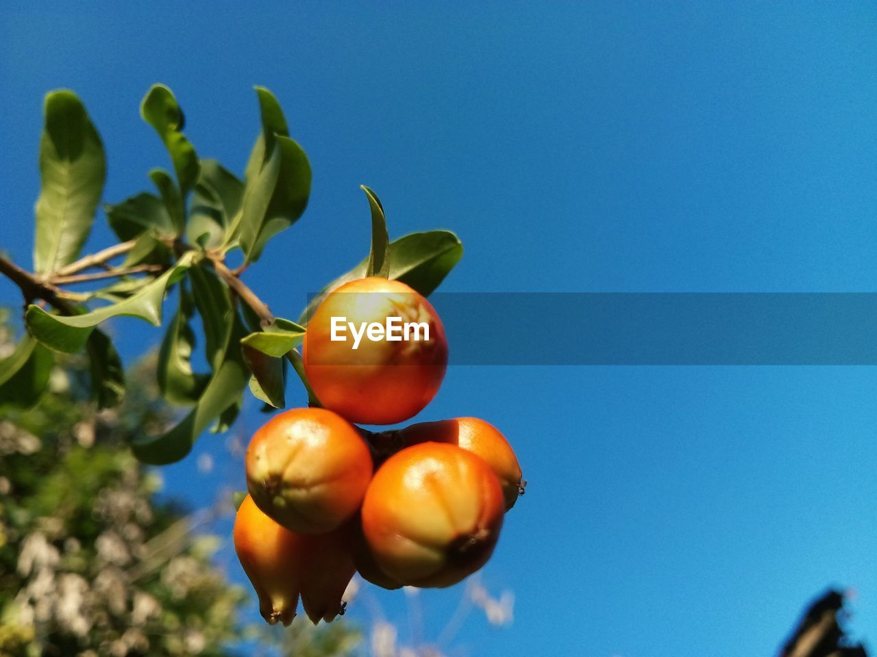 LOW ANGLE VIEW OF FRUITS AGAINST BLUE SKY