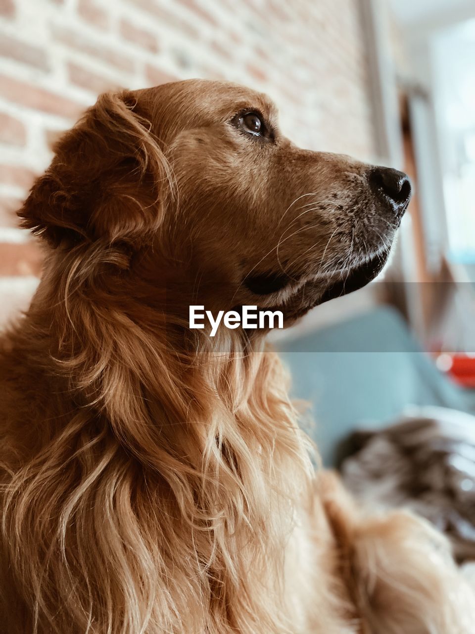 Close-up of a dog looking away