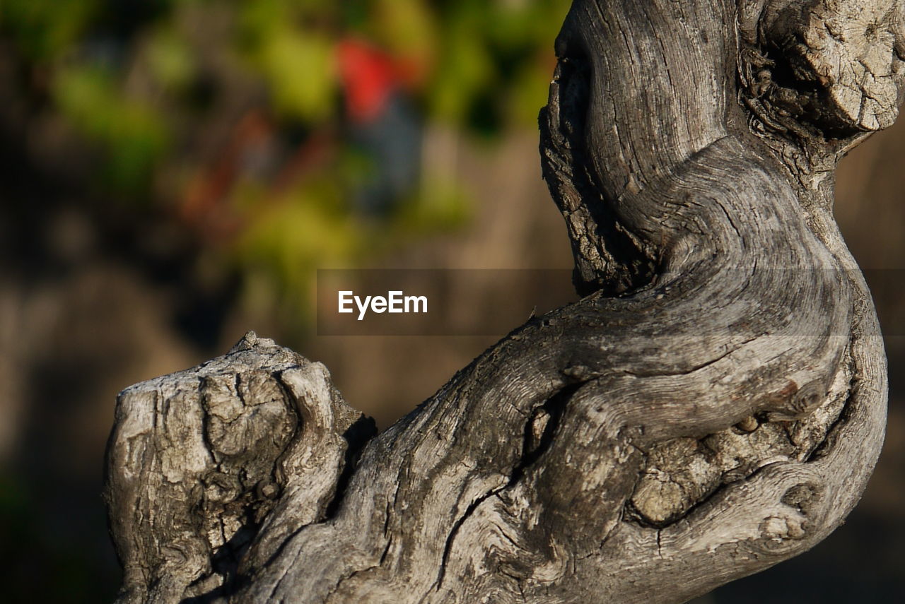 CLOSE-UP OF TREE TRUNK ON WOOD