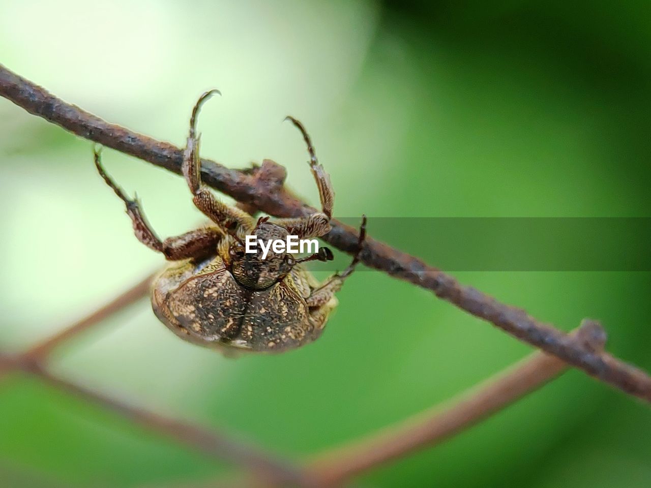 CLOSE-UP OF SPIDER ON WEB