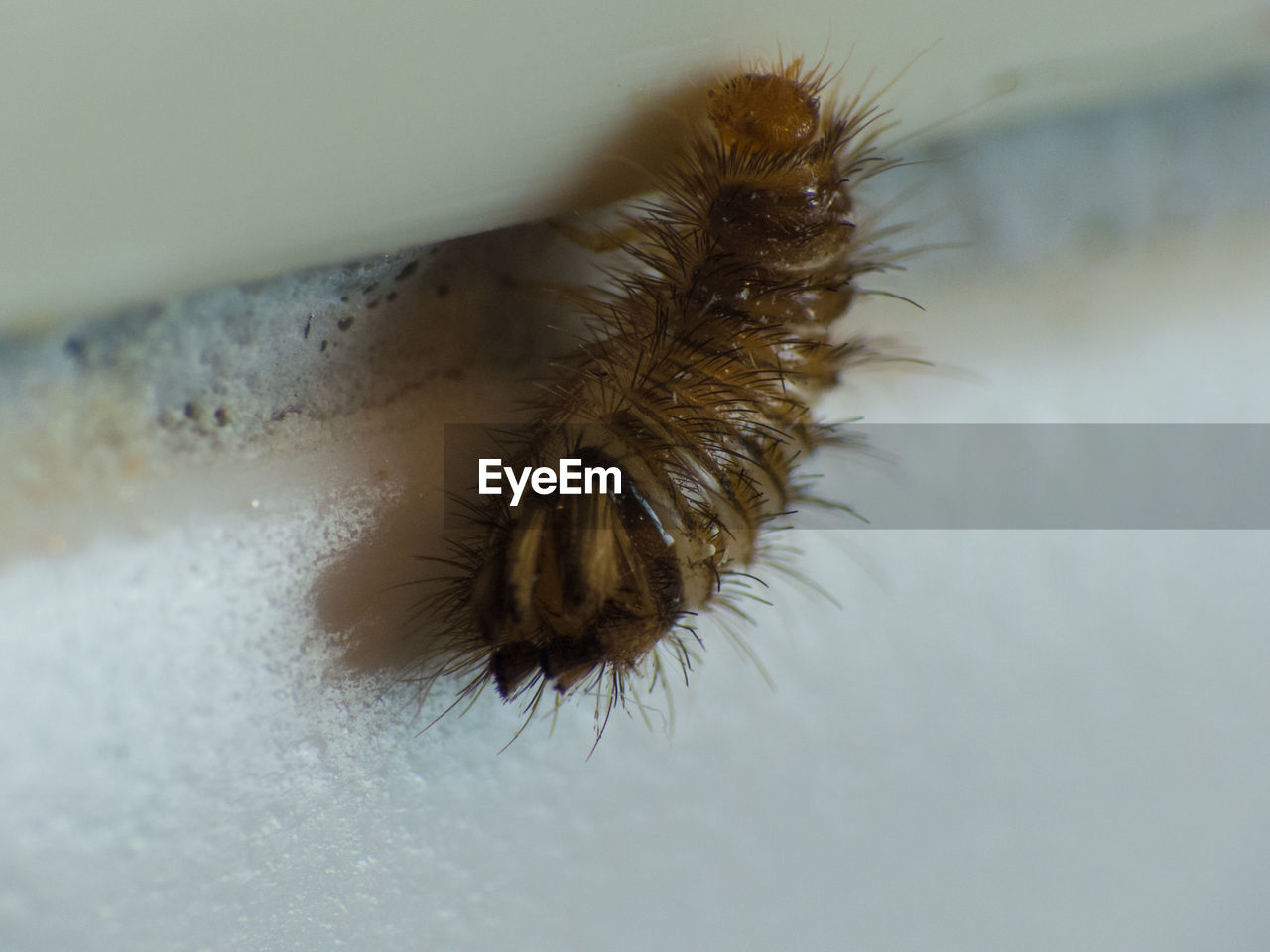 CLOSE-UP OF SPIDER ON FLOOR