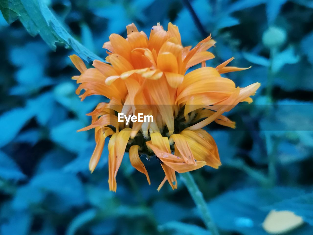 Close-up of yellow flower