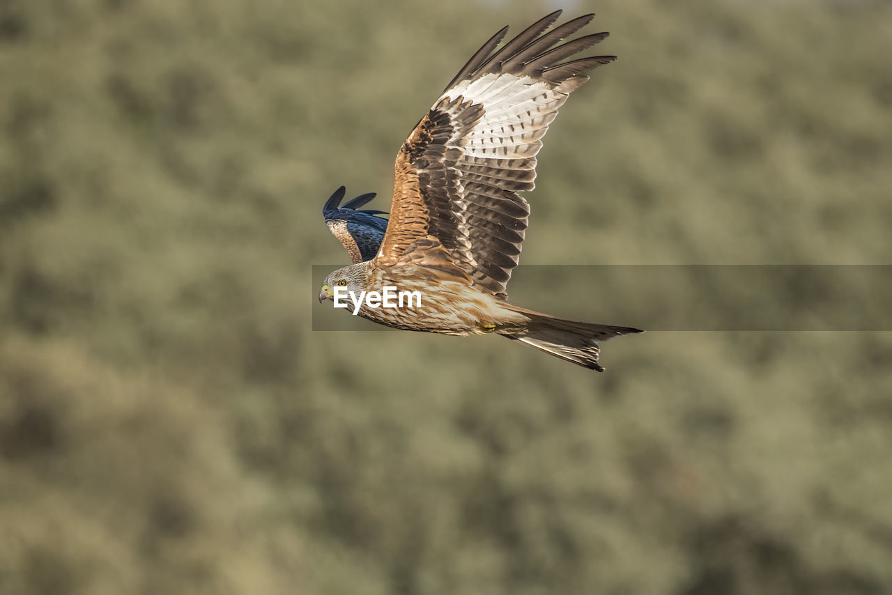 CLOSE-UP OF BIRD FLYING OVER THE BACKGROUND