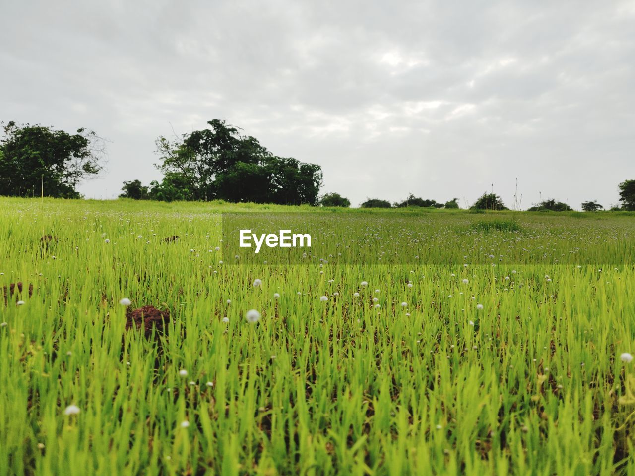 CROPS GROWING ON FIELD AGAINST SKY