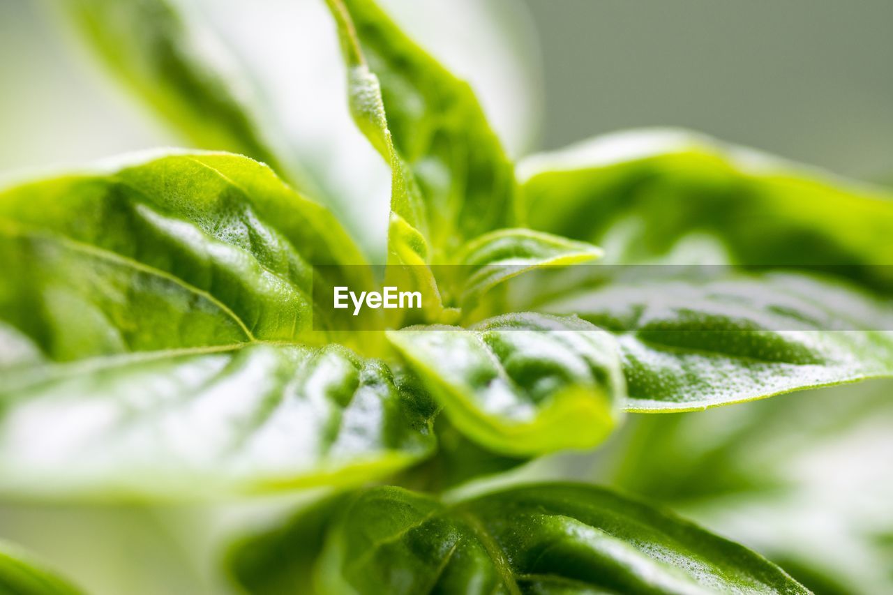 Close-up of fresh green leaves basil