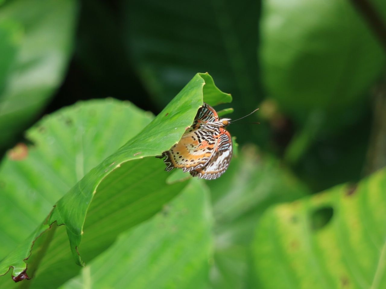 Close-up of butterfly on leaf